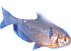 fish7.jpg (2488 bytes)